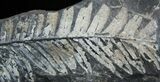Fossil Seed Fern Plate - Pennsylvania #2306-1